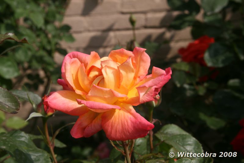 IMG_6181