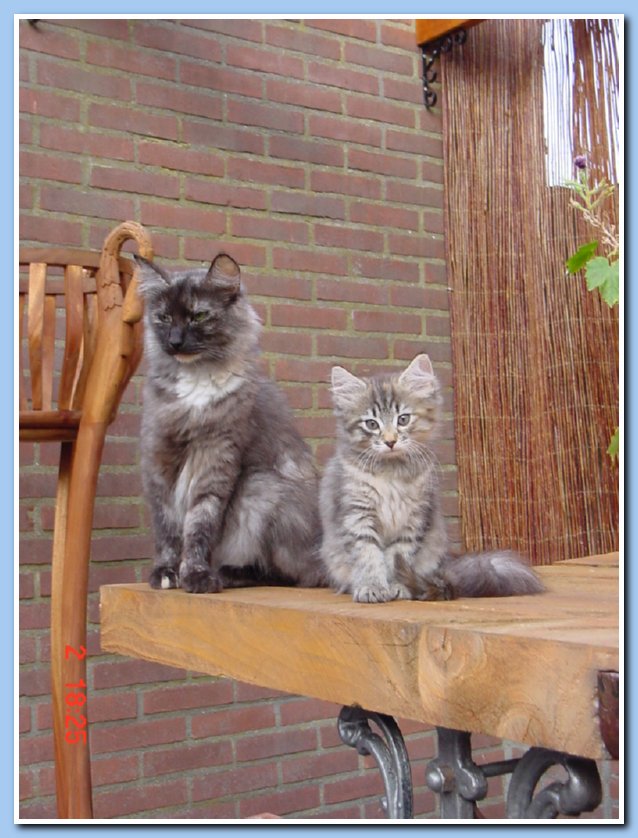 mamaSemmetzilvertortie
