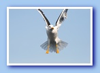 [Click to enlarge image]