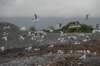 nz109_small.jpg