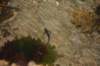 nz115_small.jpg