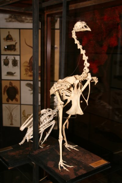 nz1239.jpg