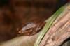 nz1242_small.jpg