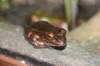 nz1243_small.jpg