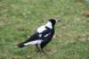 nz1271_small.jpg
