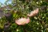nz1329_small.jpg