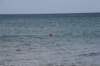 nz1339_small.jpg