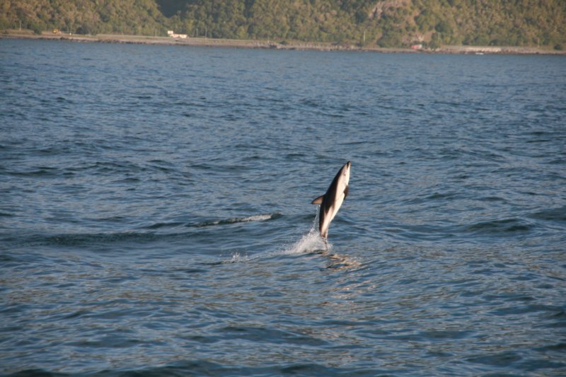 nz140.jpg