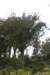 nz1406_small.jpg