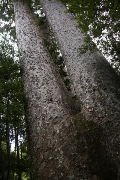 nz1409.jpg
