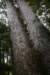 nz1409_small.jpg