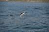 nz141_small.jpg