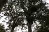 nz1427_small.jpg