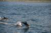 nz142_small.jpg