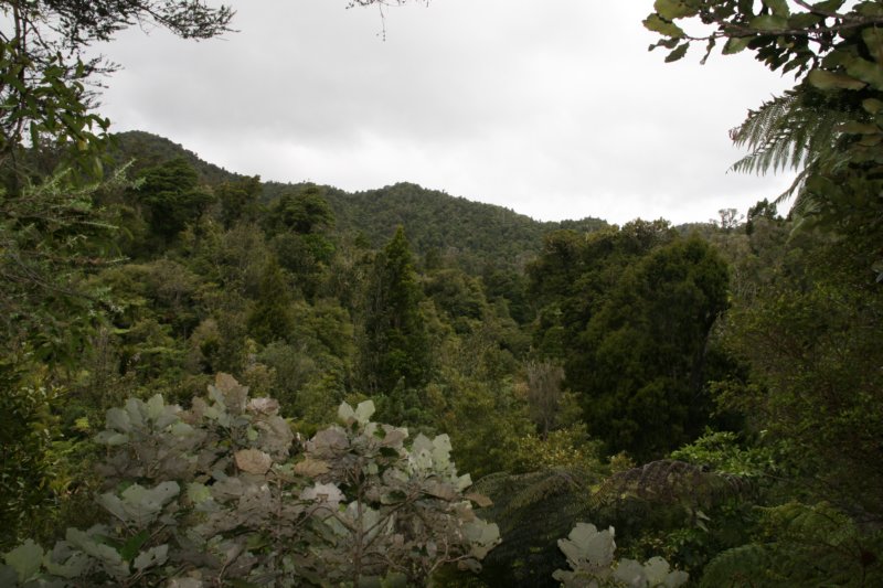 nz1431.jpg