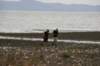 nz1494_small.jpg