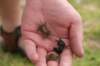 nz1497_small.jpg