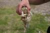 nz1499_small.jpg