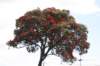 nz1566_small.jpg