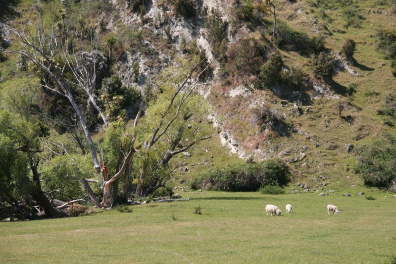 nz165.jpg