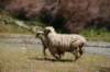 nz167_small.jpg