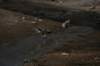 nz1829_small.jpg