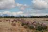 nz182_small.jpg
