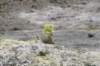 nz2120_small.jpg