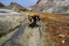 nz2219_small.jpg