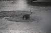 nz2246_small.jpg