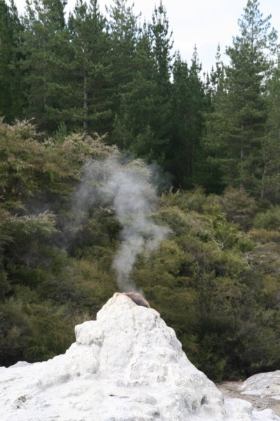 nz2272.jpg