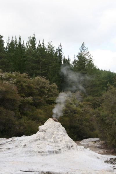 nz2274.jpg