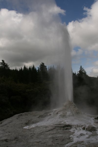 nz2296.jpg