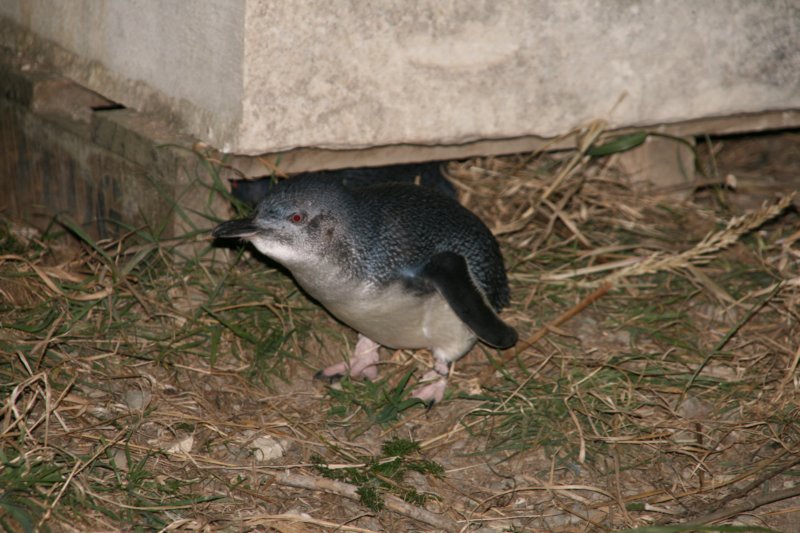 nz233.jpg