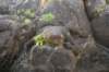 nz2392_small.jpg