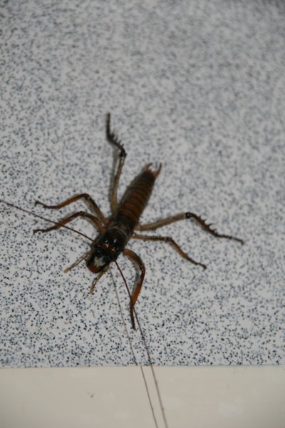 nz2407.jpg
