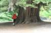 nz240_small.jpg