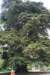 nz241_small.jpg
