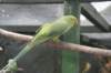 nz247_small.jpg