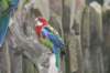 nz248_small.jpg