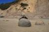 nz254_small.jpg