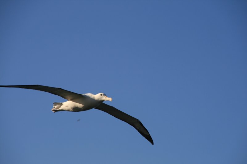nz279.jpg