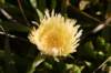 nz281_small.jpg