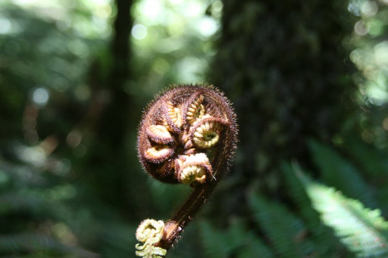 nz313.jpg