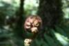 nz313_small.jpg