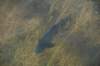 nz328_small.jpg