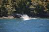 nz406_small.jpg
