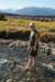 nz447_small.jpg