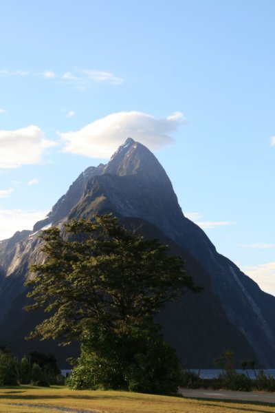 nz465.jpg
