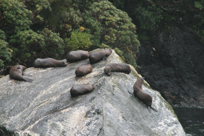 nz491.jpg